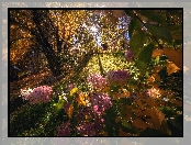 Promienie słońca, Kwiaty, Hortensje, Drzewa, Jesień