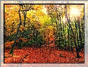 Promienie słońca, Jesień, Droga, Liście, Drzewa