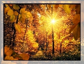 Promienie słońca, Jesień, Liście, Park, Drzewa