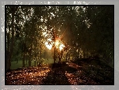 Park, Promienie, Słońca