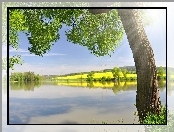 Drzewo, Promienie, Jeziorem, Słońca, Nad, Las, Pole, Rzepaku