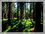 Las, Przebijające, Słońce