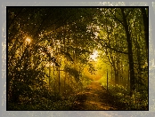 Przebijające, Aleja, Park, Słońca, Latarnia, Promienie