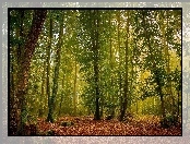 Przebijające, Drzewa, Las, Wiosna, Liście, Światło