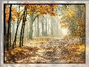 Przebijające, Droga, Park, Jesień, Liście, Światło