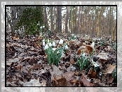 Przebiśniegi, Drzewa, Liście, Las