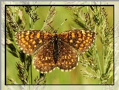 Motyl, Przeplatka atalia