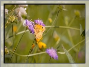 Motyl, Przestrojnik jurtina, Fioletowe, Kwiaty