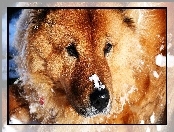 Pies, Przyprószony, Śniegiem