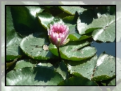 Przyroda, Kwiat, Lilia wodna