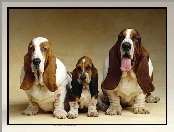 Psia, Rodzinka, Basset Hound