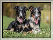 Psy, Border collie, Trawa