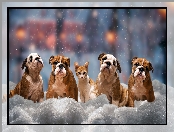 Kot, Psy, Cztery, Śnieg, Buldogi angielskie, Zima