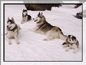 Psy, Rodzina, Siberian Husky