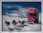 Psy, Ciężarówka, Zaprzęg, Śnieg