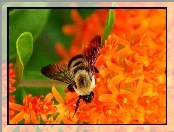 Owad, Pszczoła, Kwiaty