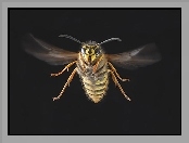 Pszczoła, Zbliżenie, W, Locie
