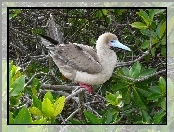 Ptak, Liście, Red Stąpający Booby, Gałązki