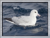 Fale, Ptak, Fulmar