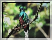 Kolorowy, Ptak, Quetzal