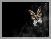 Motyl, Ptak, Grafika