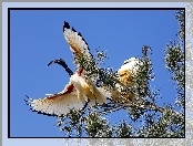 Ptaki, Ibis Biały, Drzewo