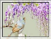 Ptaszek, Wisteria