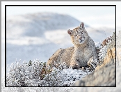 Puma, Śnieg, Oszronione, Rośliny