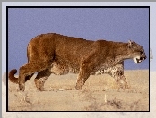 Puma