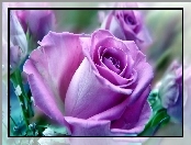 Purpurowa, Róża