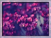 Drobne, Purpurowe, Kwiatki