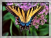 Motyl, Purpurowe, Kwiatki