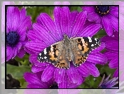 Motyl, Purpurowe, Kwiaty