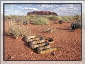 pustynia, Grzechotnik, Uluru, skała, monolit