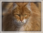 Rudy, Puszysty, Kot