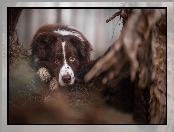 Pysk, Oczy, Border Collie