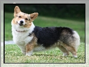pyszczek, Welsh corgi pembroke