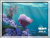 Film animowany, Rafa, Gdzie jest Nemo, Finding Nemo