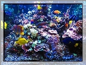 Rafa, Kolorowe, Koralowa, Ryby