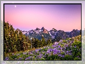 Księżyc, Park Narodowy Mount Rainier, Kwiaty, Drzewa, Stany Zjednoczone, Góry, Stan Waszyngton, Łąka, Łubin