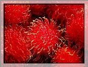 Rambutan