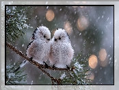 Śnieg, Zima, Dwa, Grafika AI, Ptaki, Sosna, Raniuszki