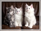 Trzy, Maine coon, Rasowe, Kotki