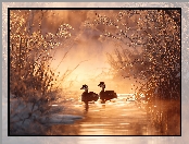 Grafika AI, Dwa, Zarośla, Roślinność, Woda, Perkozy rdzawoszyje