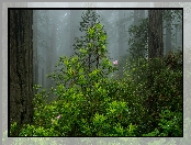 Stany Zjednoczone, Krzew, Park Narodowy Redwood, Różanecznik, Stan Kalifornia, Las, Drzewa, Mgła
