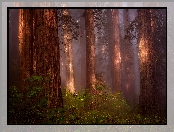 Stany Zjednoczone, Paprocie, Park Narodowy Redwood, Sekwoje, Stan Kalifornia, Las, Drzewa, Mgła