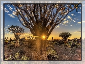 Kokerboom, Republika Namibii, Pustynia, Promienie słońca, Drzewa kołczanowe