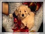 Labrador Retriever, Liście