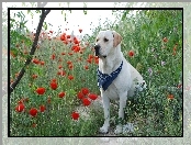 Labrador Retriever, Maki