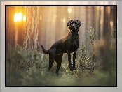 Labrador retriever, Las, Czarny, Pies